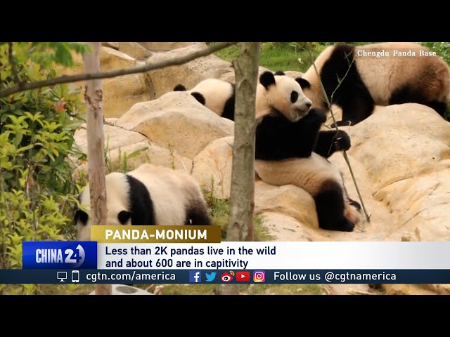 ⁣Giant pandas to return to Washington, DC zoo