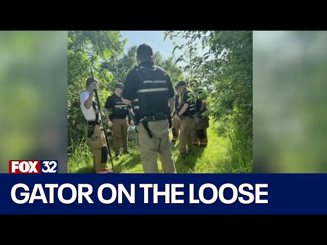 ⁣Two-foot alligator on the loose after escaping petting zoo in Kansas City