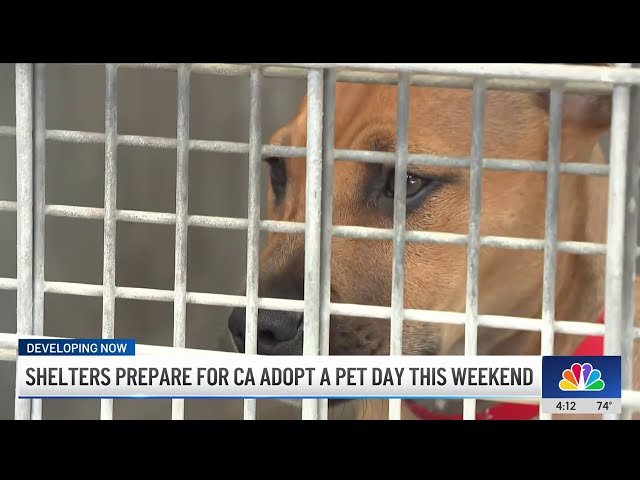 ⁣LA animal shelters overwhelmed by overpopulation