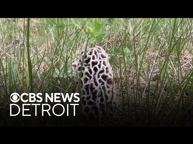 ⁣What to know about Michigan's morel mushroom season