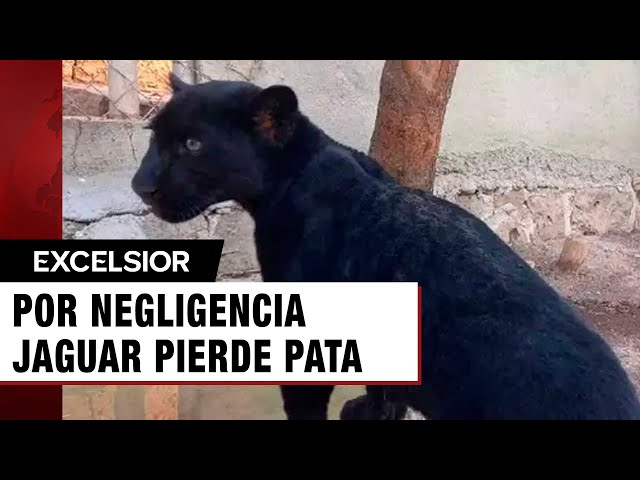 ⁣Amputan la pata de un jaguar por descuido de personal de un zoológico en Mérida