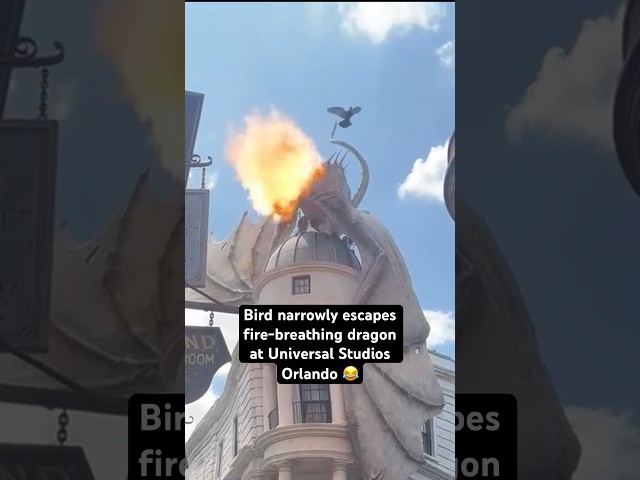 ⁣Bird narrowly escapes fire-breathing dragon at Universal Studios Orlando 