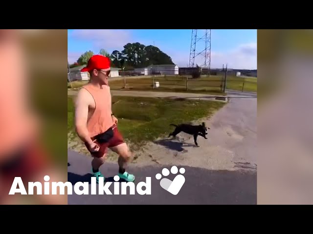 ⁣Marine runs with shelter dogs to help them find forever homes | Animalkind