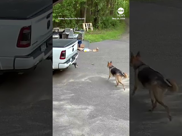 ⁣Bear chases dog down driveway