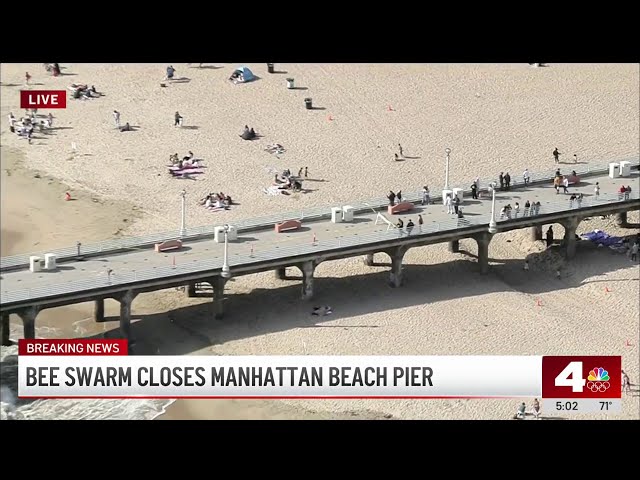 ⁣Bee swarm shuts down Manhattan Beach Pier