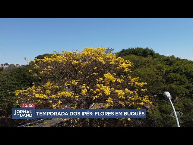⁣Florada dos Ypes enfeita Brasília
