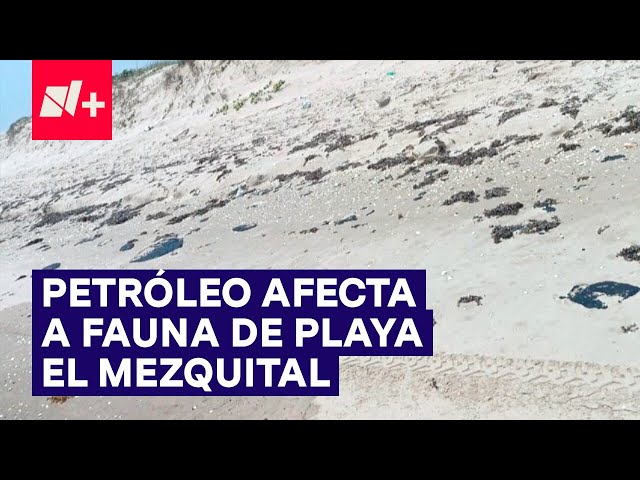 ⁣Pescadores reportan petróleo en la orilla de la Playa El Mezquital que afecta a fauna local - N+