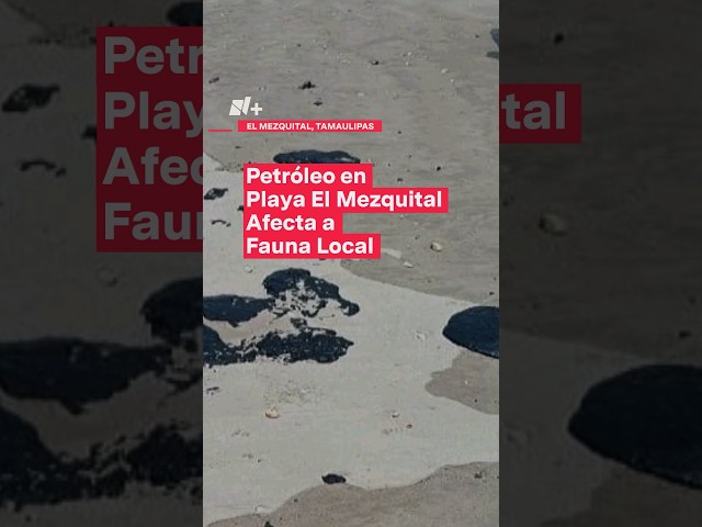 ⁣Pescadores reportan petróleo en la orilla de la Playa El Mezquital que afecta a fauna local - N+