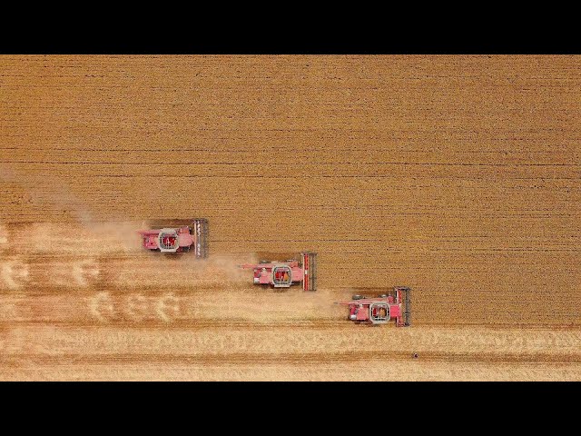 ⁣Live: China's Henan in harvest – What will wheat production be like this year