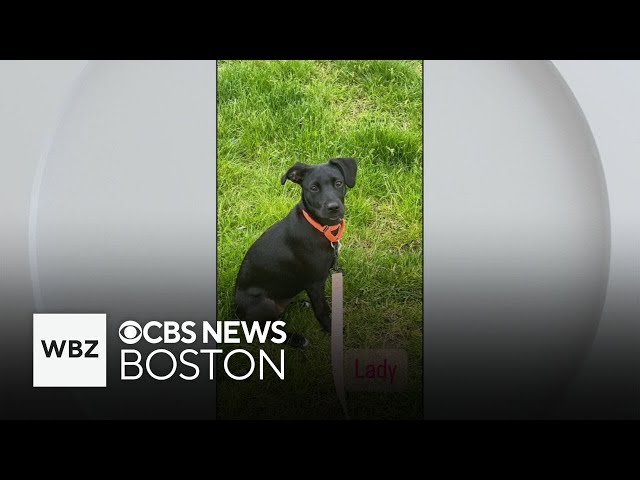⁣Pet Parade: See three puppies up for adoption in Massachusetts