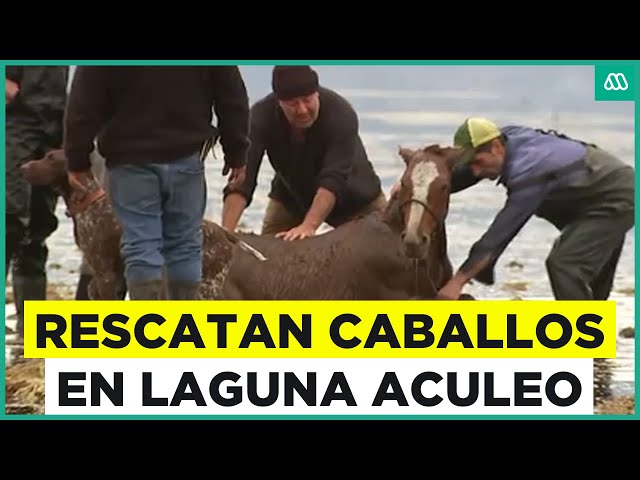 ⁣Laguna Aculeo: Intentan rescatar a grupo de caballos atrapado en el agua