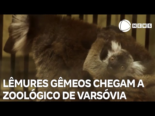 ⁣Gêmeos de espécie em extinção de lêmures chegam a zoológico polonês