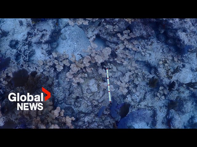 ⁣Unhealthy coral fueled by climate change threatening fish and supply: experts