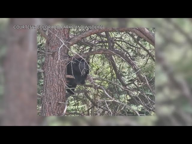 ⁣Colorado Parks and Wildlife officers help bear cub stuck in wire fence