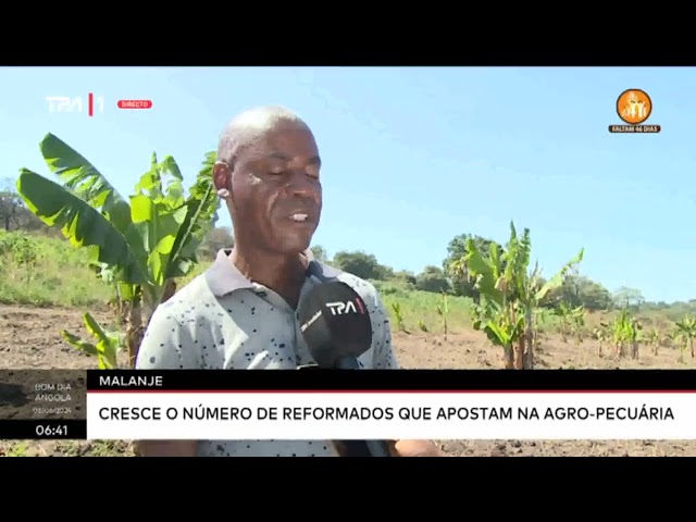 Malanje - Cresce o número de reformados que apostam na agro-pecuária