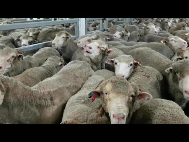 ⁣‘Massive anger’: WA farmers protest live sheep export ban