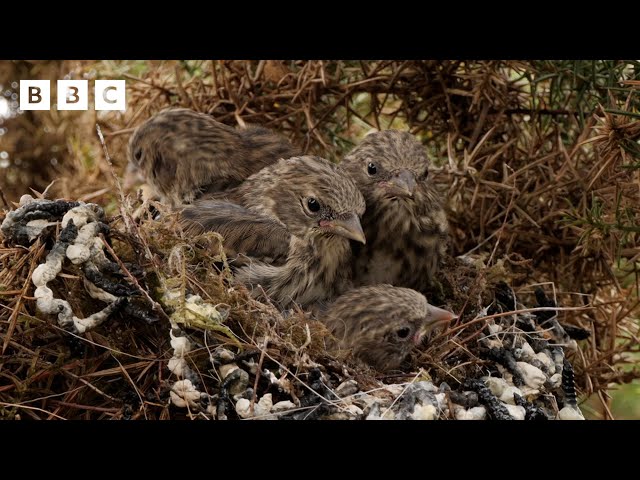  LIVE wildlife cameras  3 June  BBC Springwatch 2024