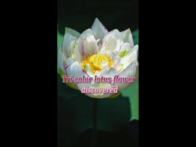 ⁣Tri-color lotus flower discovered in SW China