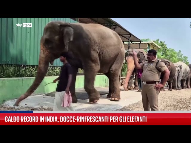 ⁣Caldo record in India, docce-rinfrescanti per gli elefanti