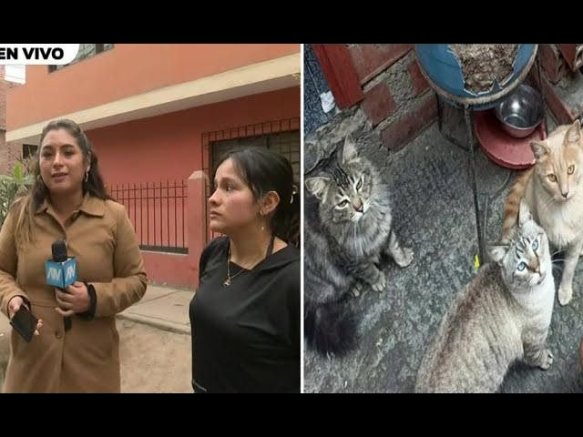 ⁣San Martín de Porres: Lanzan a gatito del cuarto piso y muere instantáneamente