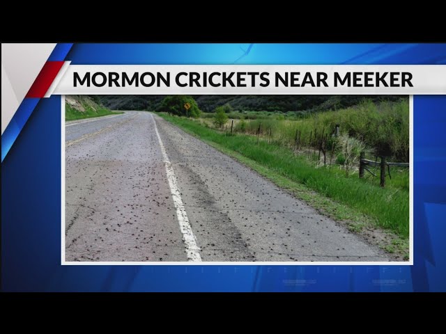 ⁣Mormon crickets taking over Western Slope