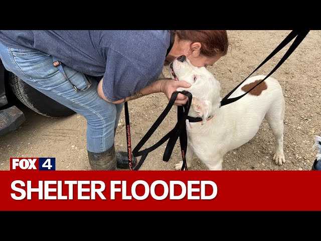 ⁣100 homeless animals to be moved after Denton County shelter floods