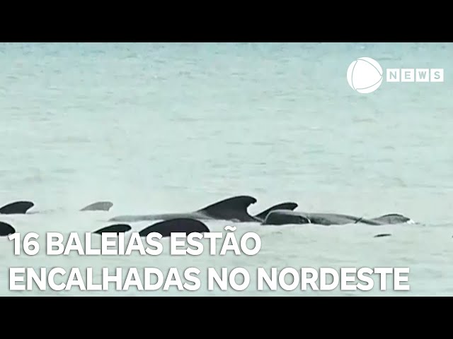 ⁣16 baleias estão encalhadas em praia no nordeste do Brasil