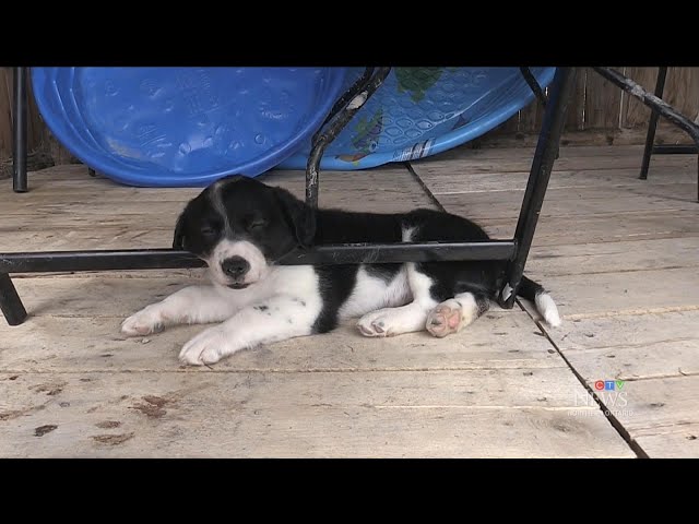 ⁣Ont. animal shelter warns of rise in deadly parvovirus in dogs