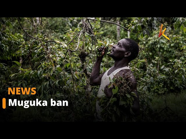 ⁣Legislators from the coast region back the ban on muguka