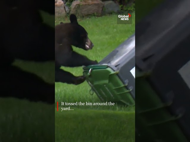 ⁣Black bear tries to break into waste bin in BC  #Bear