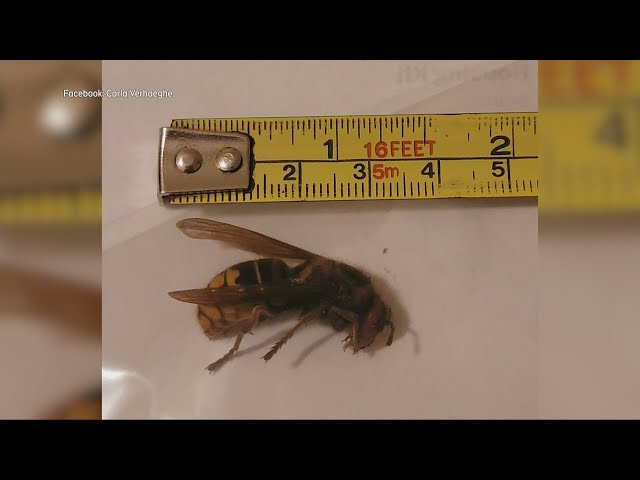 ⁣Giant hornets, not 'murder hornets,' spotted in Ontario