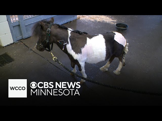 ⁣Animal rescue steps up to help miniature pony with dwarfism