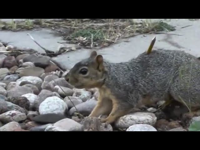 ⁣Neighborhood pet squirrel in Denver found shot by arrow