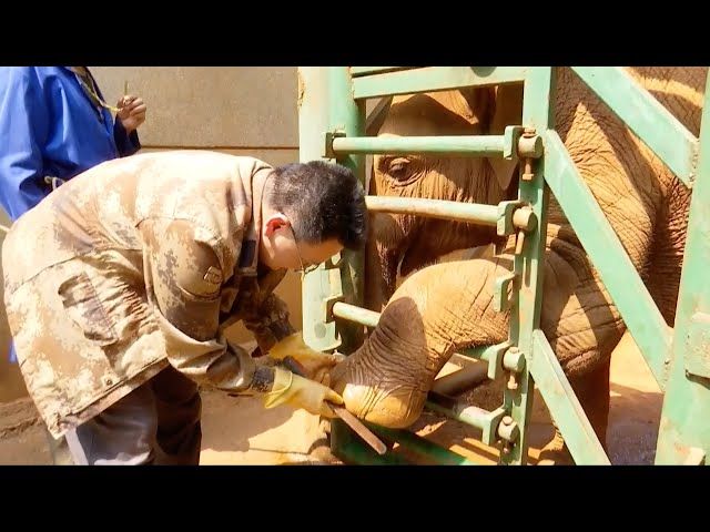 ⁣Asian elephants have soles cleansed with relaxing pedicure in Yunnan