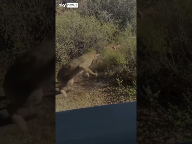⁣Watch: Bobcat vs rattlesnake