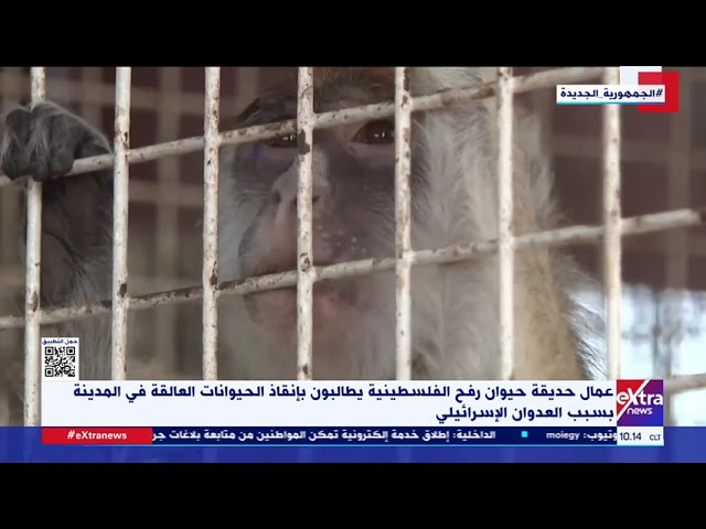 ⁣عمال حديقة حيوان رفح الفلسطينية يطالبون بإنقاذ الحيوانات العالقة بسبب العدوان الإسرائيلي