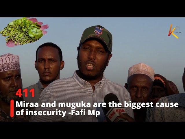 ⁣Miraa and muguka biggest cause of insecurity should be banned-Fafi mp
