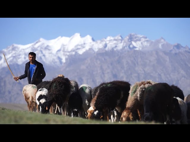 ⁣Herdsmen across Xinjiang begin to move livestock to summer pastures