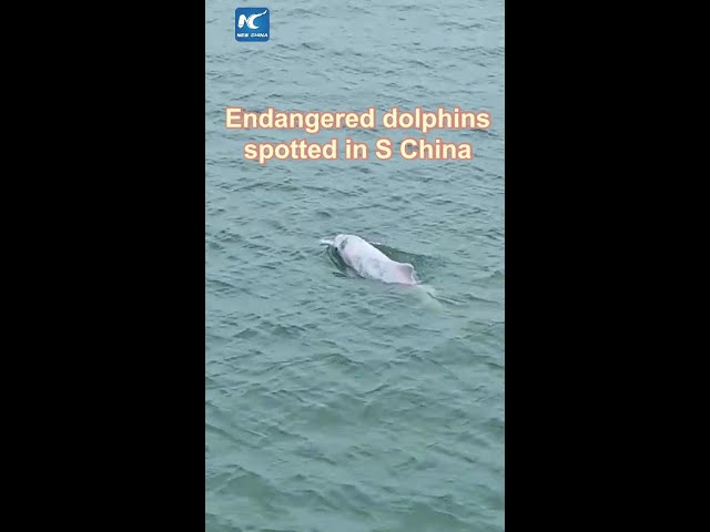 ⁣Endangered dolphins spotted in S China