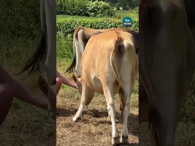 ⁣Man ride pregnant cow