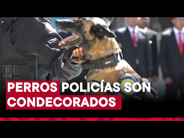 ⁣Ecuador condecora a perros detectores de droga, armas y explosivos