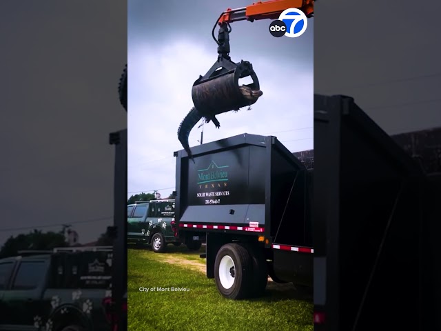 ⁣HUGE 12-foot alligator removed using trash truck