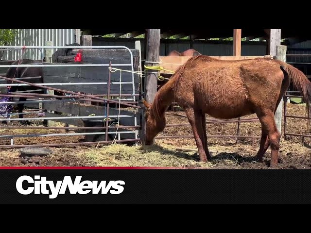 ⁣Concerns raised of wellbeing of animals at Manitoba animal sanctuary