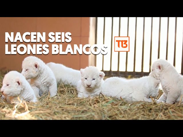 ⁣Nacen seis cachorros de león blanco en zoológico en Pakistán