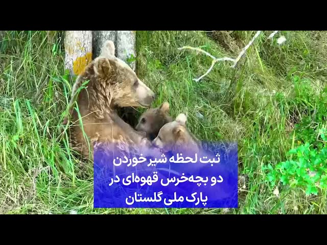 ⁣ثبت لحظه شیر خوردن دو بچه‌خرس قهوه‌ای در پارک ملی گلستان