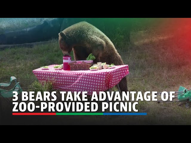 ⁣Three curious, playful bears take advantage of zoo-provided picnic | ABS-CBN News