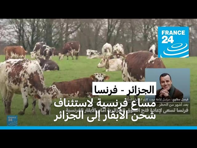 ⁣مساعٍ فرنسية لاستئناف شحن الأبقار إلى الجزائر