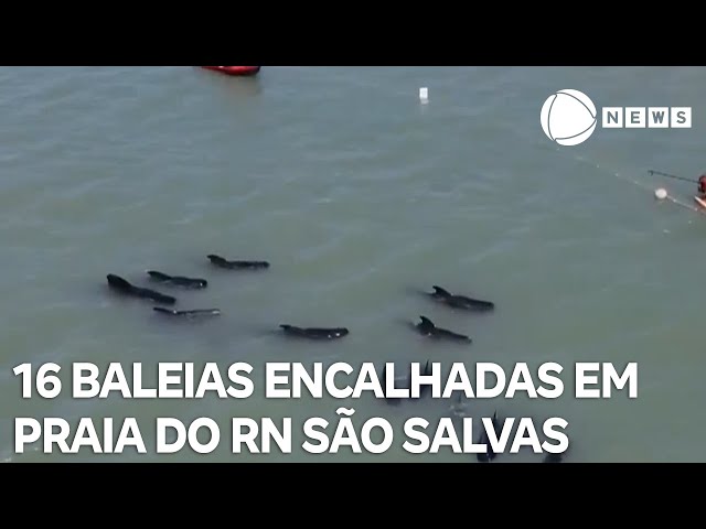 ⁣16 das 21 baleias encalhadas em praia no Rio Grande do Norte são salvas
