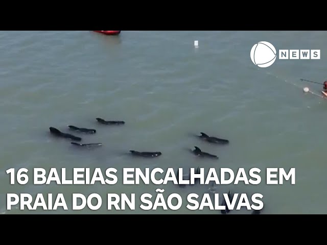 16 das 21 baleias encalhadas em praia no Rio Grande do Norte são salvas