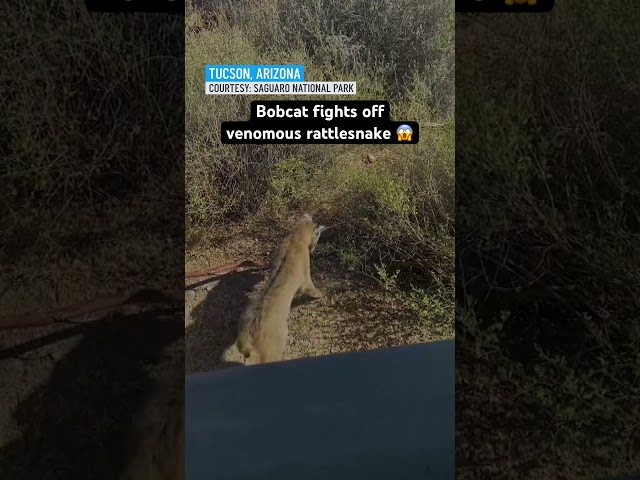 ⁣Bobcat fights venomous rattlesnake at national park in Arizona! 